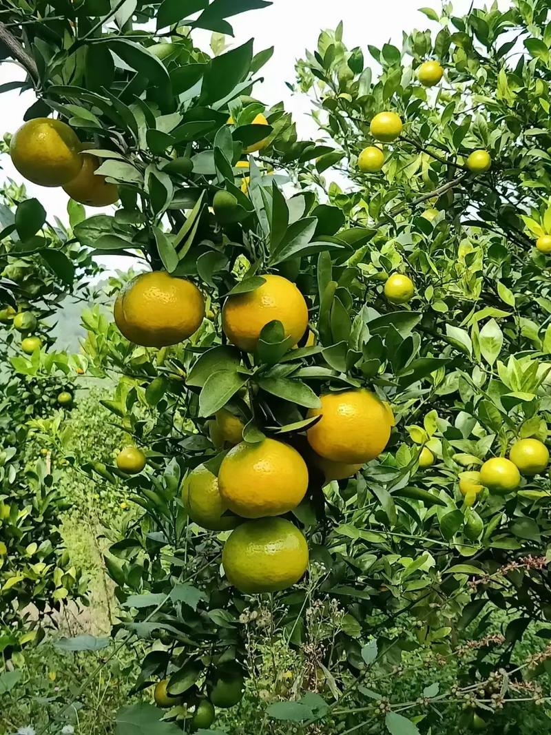 #绿色水果 #新鲜应季水果 #口感特别好 #自家果园 !广东 - 抖音